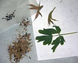 Collecting crimson columbine seeds for the Mountain Seed Library.