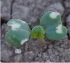 Broccoli cotyledon