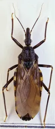 Assassin Bug