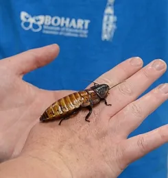 Madagascar hissing cockroaches are part of the Bohart Museum's live 
