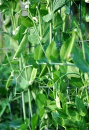 snap peas