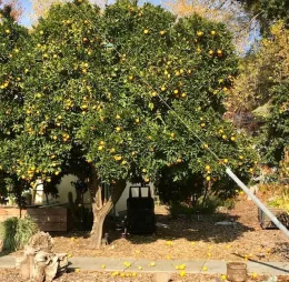 Oranges dropping on ground by the dozens per day