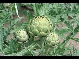 artichokes (edible)