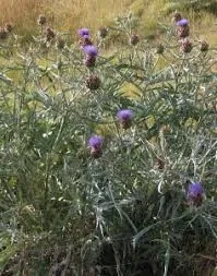 artichoke thistle (inedible invasive plant)