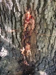 avocado bacterial canker (2)