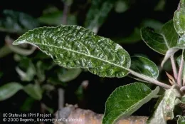 Frost damage apple tree. Photo by Jack Kelly Clark