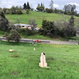 bodie and elko 1 (2)