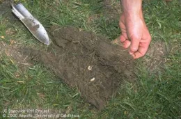 Pulling back damaged lawn cut to reveal 2 masked chafer larvae on soil.
