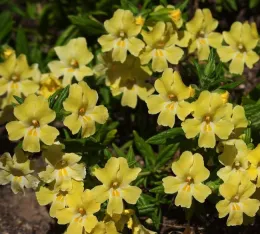 Mimulus<br>diplacus-longiflorus