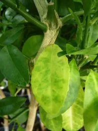 Irregular blotchy and yellowing of leaves by ANR