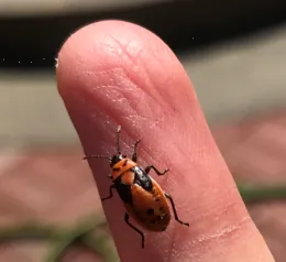 Milkweed Bug