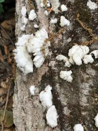 Fungi from San Diego Certified California Naturalist Paige Decino