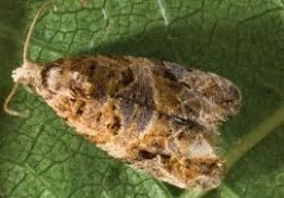 European grapevine moth