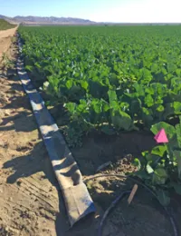 Cauliflower in Riverside county. Photo by E. Bruno.