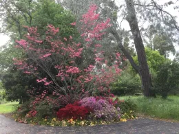 Cornus florida.Eastern dogwood by Brent McGhie