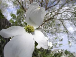 Flowering dogwood bracts, UC ANR