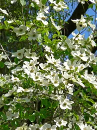 Cornus nuttallii in bloom by Stan Shebs