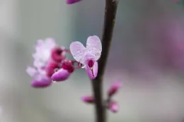 Cercis occidentalis blossom close-up by Allicon Garcia
