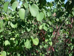 Cercis occidentalis leaves and seed pods by John Comeau