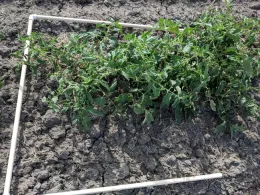 % cover June 10, 2019.