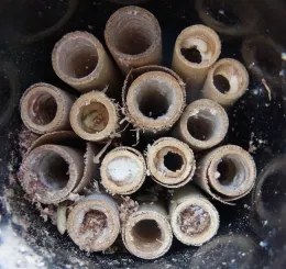 Bee nesting tubes in use