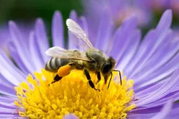 close up of bee on flower