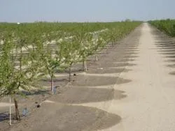 almonds