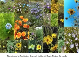 A collage of California native flowers, showcasing various colors and textures in multiple small images.