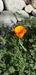 First poppy of springtime, photo by Cathi Bibeau