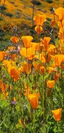 California Golden Poppies, photos by Cathi Bibeau