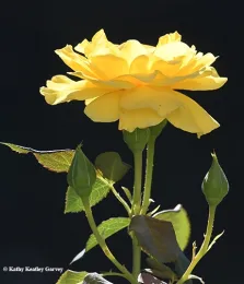 In the study, mosquitoes responded to floral compounds, including the rose smell 2-pheneylethanol, which repel mosquitoes, Walter Leal said. (Photo by Kathy Keatley Garvey)