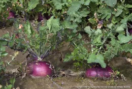 A cluster of purple turnips with leafy green tops, partially exposed above brown soil.