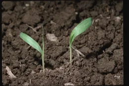 Johnsongrass seedling, UC ANR