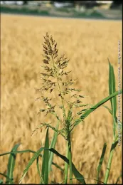 Johnsongrass flowering, UC ANR
