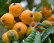 loquat