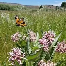 Showy milkweed plants and a monarch butterfly. (Xerces Society)