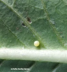 Monarch egg. (Photo by Kathy Keatley Garvey)