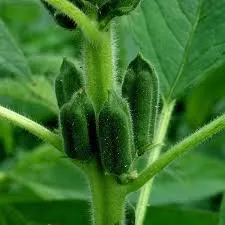 Black Sesame Seed Pods