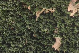 Cannabis grow near Garberville in 2012.