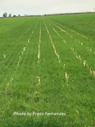 No till wheat corn
