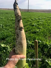 Tillage radish