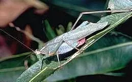 California Angle-wing Katydid - Adult<br><i>(Microcentrum californicum)<i>