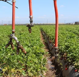 Spray nozzles in a strawberry field. (Photo by Christian Nansen)
