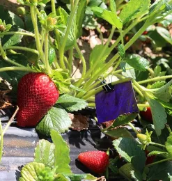 A water sensitive spray card, which has turned blue because of good coverage (would otherwise be yellow). (Photo by Christian Nansen)