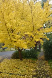 Ginkgo in fall by J.C. Lawrence