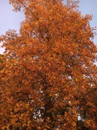 Chico fall foliage Liriodendron (tulip tree) by Joyce Hill
