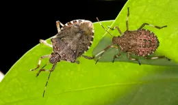 Adult and nymph brown marmorated stink bugs on a green leaf, showing mottled brown patterning and banded antennae.