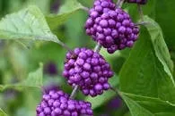 beauty berry bush