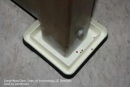 Bed bug detector under furniture. (Credit: DH Choe)