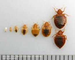 Egg, immature bed bugs, adult bed bugs. (DH Choe)